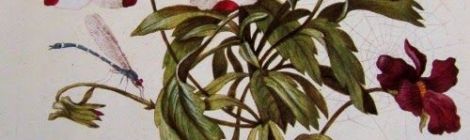 Claudia Casanova novela histórica La dama y el león La tierra de Dios ficción narrativa historia