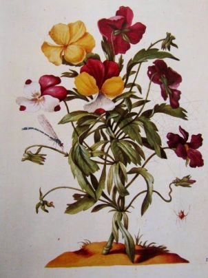 Claudia Casanova novelas